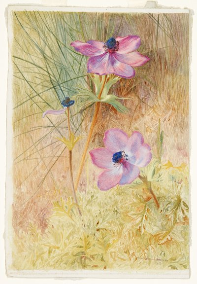 Florentijnse wilde anemonen door Henry Roderick Newman