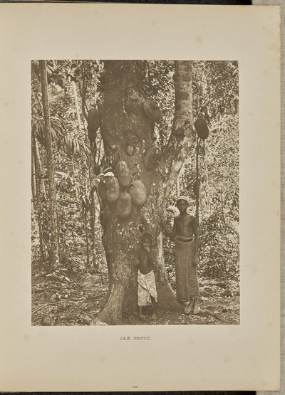 Jak Fruit door Henry W. Cave
