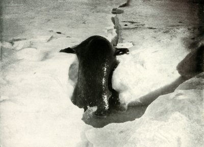 Een Weddellzeehond die op het IJs Klimt door Herbert Ponting