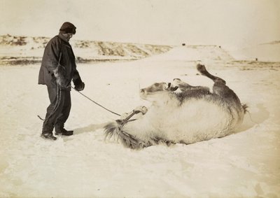 Een man en zijn paard in de sneeuw door Herbert Ponting