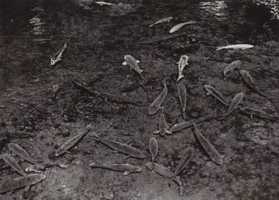 Karper in het meer bij Kumamoto (zwart-wit foto) door Herbert Ponting