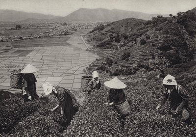 Japan in de jaren 1920: Thee-oogst (zwart-wit foto) door Herbert Ponting