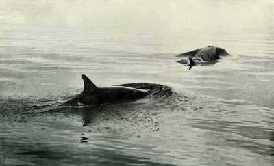 Orka