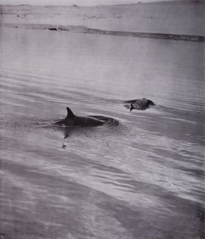 Aan alle kanten orka