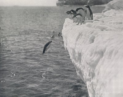 Pinguïns duiken, ca. 1911, 1913 door Herbert Ponting