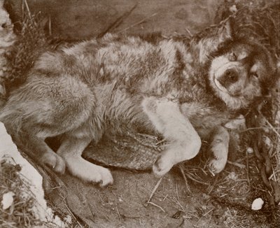 Stareek malingering, c19101913, 1913 door Herbert Ponting
