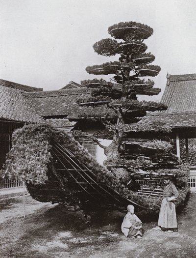 De dennenboomjunk bij Kinkakuji door Herbert Ponting