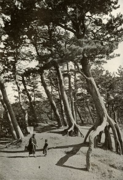 De pijnbomen van Shizu-Ura, 1910 door Herbert Ponting
