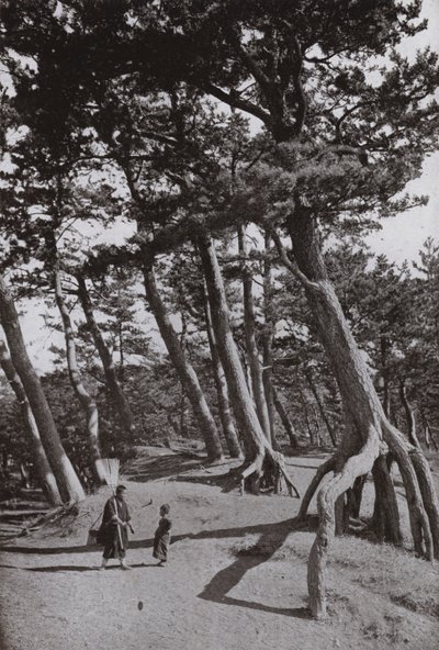De dennen van Shizu-ura (zw/w foto) door Herbert Ponting