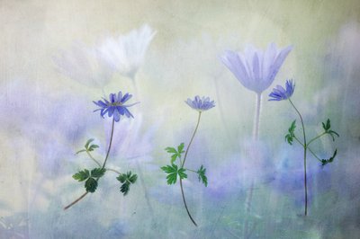  door Hilda van der Lee