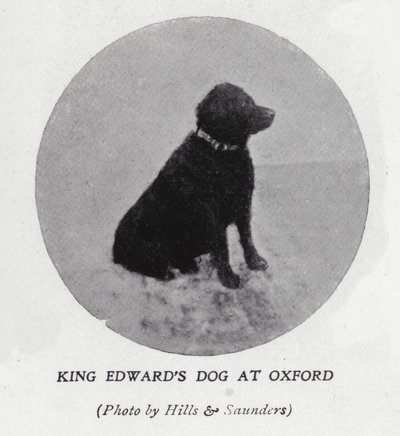De hond van koning Edward VII aan de Universiteit van Oxford door Hills and Saunders