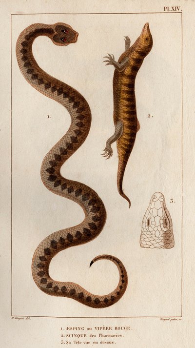Aesping of Rode Adder, Skink uit apotheken, zijn hoofd gezien van boven. Fauna des Mdecins ou histoire des animaux et de leurs produits door Hippolyte Cloquet - Deel 6 - 1825 door Hippolyte Cloquet