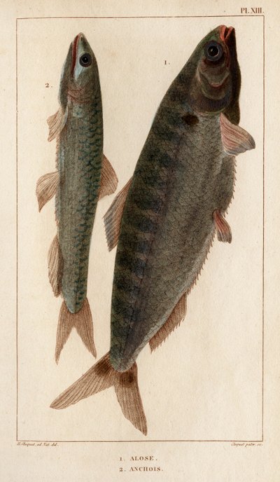Shad en ansjovis. Fauna des Médecins ou histoire des animaux et de leurs producten door Hippolyte Cloquet - Volume 6 - 1825. door Hippolyte Cloquet