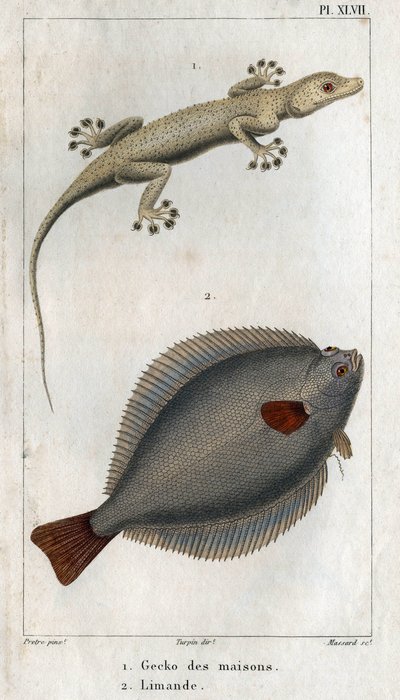 De huiskameleon en de limand. Plaat uit Fauna van de fysica of geschiedenis van dieren en hun producten door Hippolyte Cloquet door Hippolyte Cloquet
