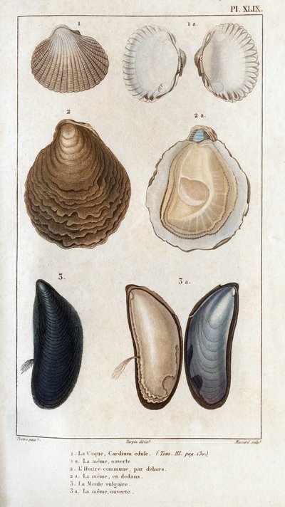 De schelp, dezelfde open, de gewone oester, dezelfde open, de vulgaire mal, dezelfde open. Fauna van artsen of geschiedenis van dieren en hun producten door Hippolyte Cloquet door Hippolyte Cloquet