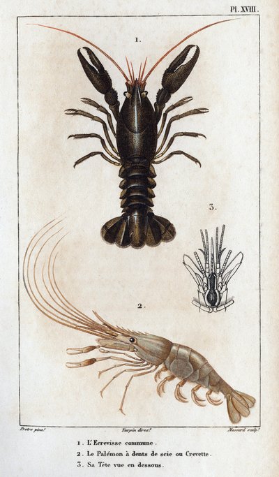 De gewone rivierkreeft, de Palemon met zaagtanden of garnaal, zijn hoofd van onderen gezien door Hippolyte Cloquet