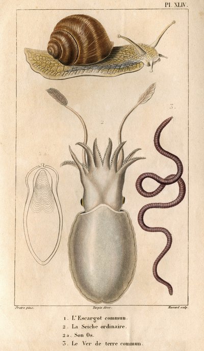 De gewone slak, de gewone inktvis, zijn bot, de gewone regenworm. in 