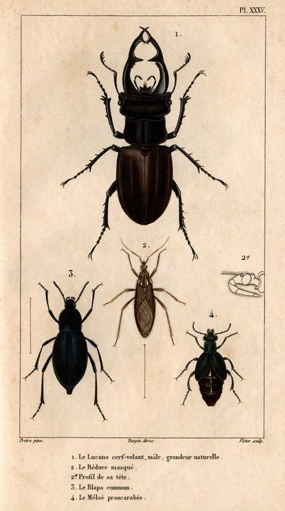 De mannelijke wouw dakraam, natuurlijke grootte, het Reduve masker, de gewone blaps, de proscarabee Meloe in 