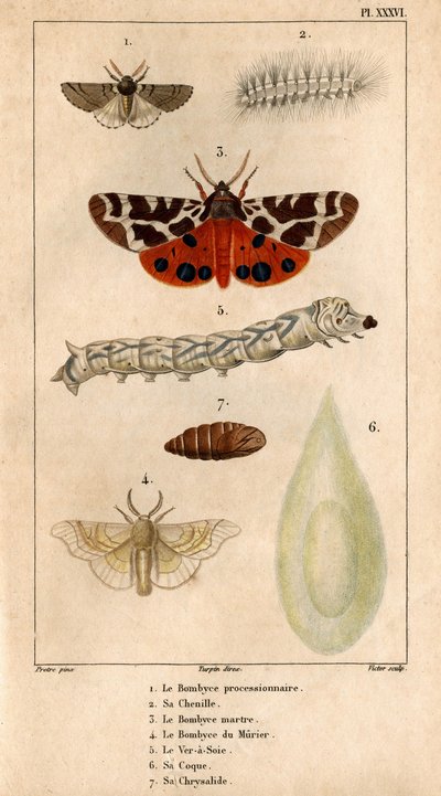De processionele Bombyce, zijn rups, de Marten Bombyce, de Murier Bombyce, de Zijderups, zijn cocon, zijn pop. in 