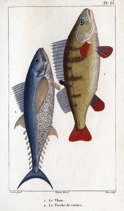 Tonijn en rivierbaars. 