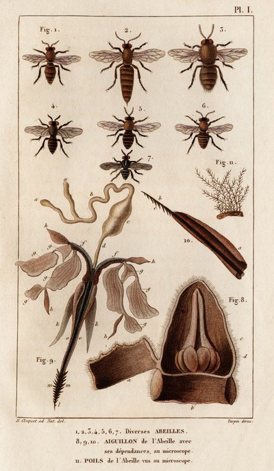 Verschillende bijen. "Fauna des Medecins of geschiedenis van dieren en hun producten door Hippolyte Cloquet" - Deel 6 - 1825. door Hippolyte Cloquet