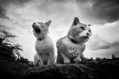 Chagrijnige, gapende katten door Hiroaki Kuroda