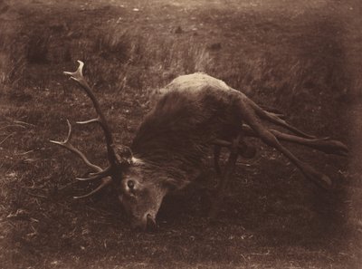 Dode hert,1857 (foto) door Horatio Ross
