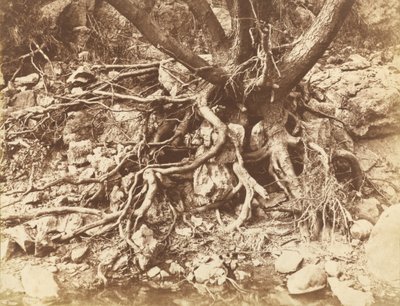 Boom met wirwar van wortels,1853 (foto) door Hugh Owen