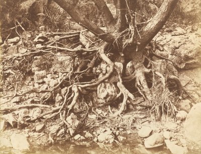 Boom met Wirwar van Wortels, 1853 door Hugh Owen