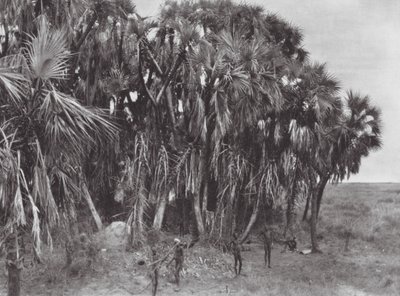 Afrika: Nuer-jagers in een palmbos door Hugo Adolf Bernatzik