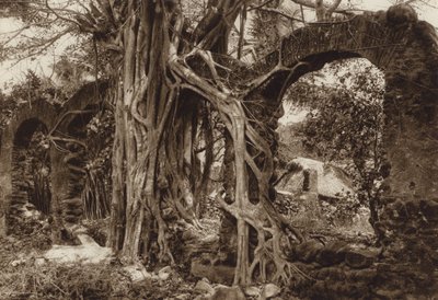 Mexico: Spaanse boogbrug met vijgenboom, Antigua, staat Vera Cruz (z/w foto) door Hugo Brehme