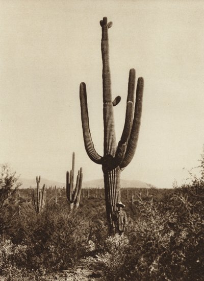 Mexico: "Cereus giganteus" in de omgeving van Magdalena, Sonora State (z/w foto) door Hugo Brehme