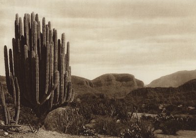 Mexico: Cuicatian, "Cereus candelabrum" (z/w foto) door Hugo Brehme