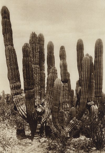 Mexico: Guaymas, "Cereus Pringlei", Estado Sonora (zwart-wit foto) door Hugo Brehme