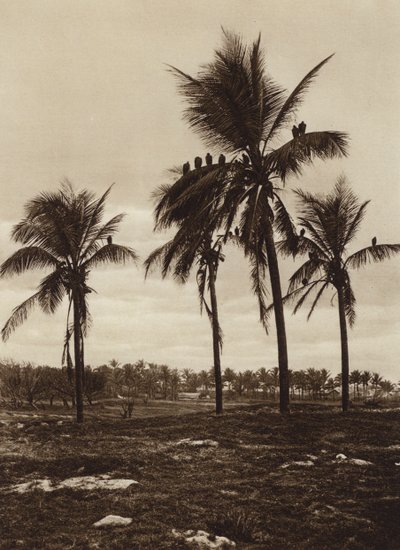 Mexico: De omgeving van Vera Cruz, Buitres (z/w foto) door Hugo Brehme
