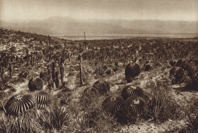 Mexico: Sierra de Tehuacan, In het voorste gedeelte "Echinocactus grandis" (z/w foto) door Hugo Brehme