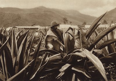 Mexico: Tlachiquero zuigt pulque uit een agaveplant (z/w foto) door Hugo Brehme