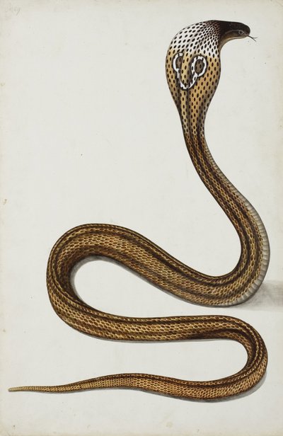 Een cobra (Maja tripudians) met gespreide kap, 1785-89 door Indian School