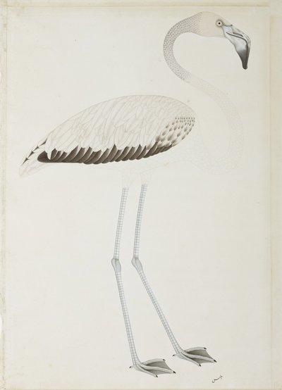 Een flamingo, c.1780 door Indian School