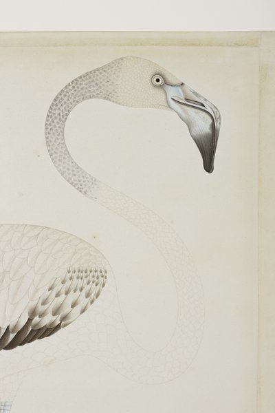 Een flamingo, detail, c.1780 door Indian School