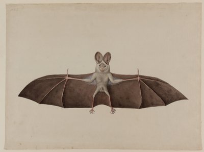 Aziatische Kleine Valse Vampiervleermuis, ca. 1790 door Indian School