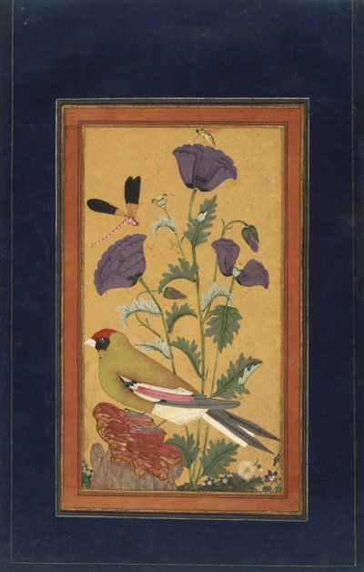 Vink, klaprozen, libel en bij, 1650-70 (dekkende wc en goud op papier) door Indian School