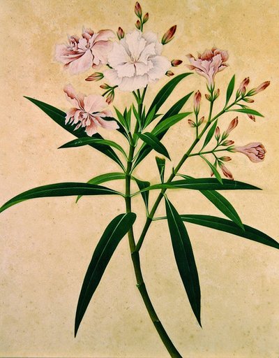 Oleander, c.1840 door Indian School