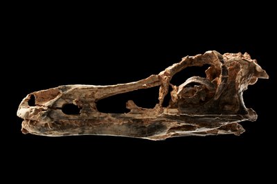 Schedel van een Alvarezsaurachtige dinosaurus bij het IVPP in Beijing, China. door Ira Block