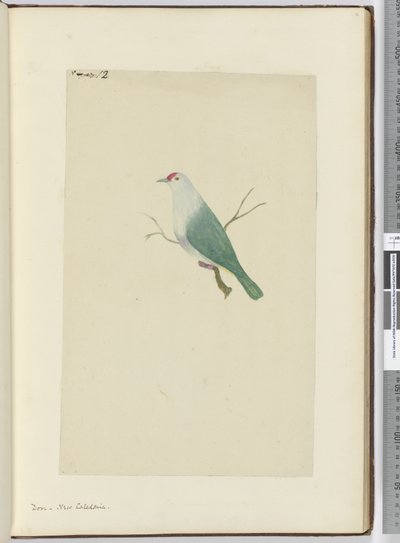 Duif, Nieuw-Caledonië, 1772-75 door Isaac Smith
