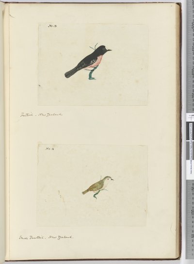 Waaierstaart, Nieuw-Zeeland Kleine waaierstaart, Nieuw-Zeeland, 1772-75 door Isaac Smith
