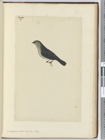 Een Nieuw-Zeelandse vogel tam als een roodborstje, 1772-75 door Isaac Smith