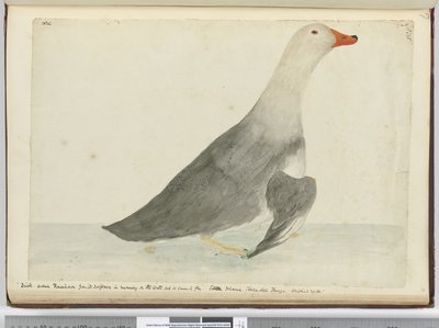 Eend genaamd Racehorse vanwege zijn snelheid op het water maar kan niet vliegen. Staten Island Tierra del Fuego. Woog 29 lbs, 1772-75 door Isaac Smith