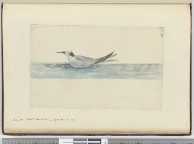 Kleine grijze stormvogel(?) gezien nabij Kaap de Goede Hoop. Okt. 1772, 1772-75 door Isaac Smith