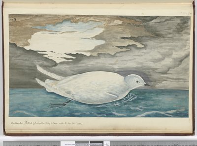 Antarctische stormvogel (kleiner dan nr. 29) gezien met het ijs jan. 1772, 1772-75 door Isaac Smith
